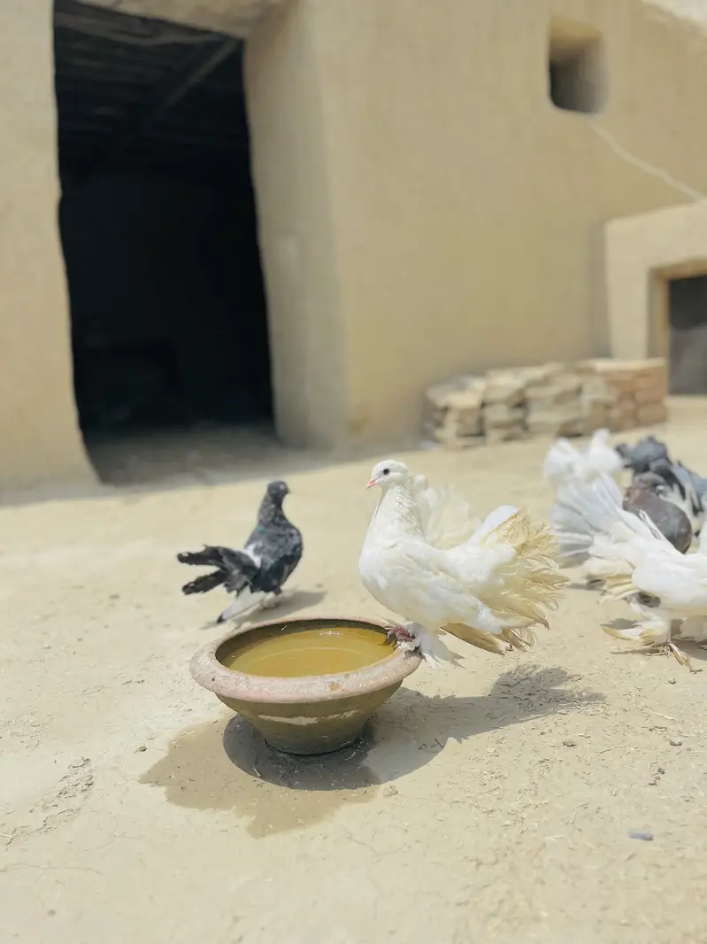 Lakky Kabootar For Sale — photo 7