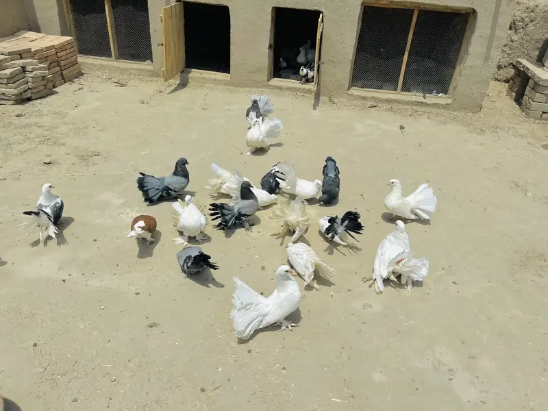 Lakky Kabootar For Sale — photo 8