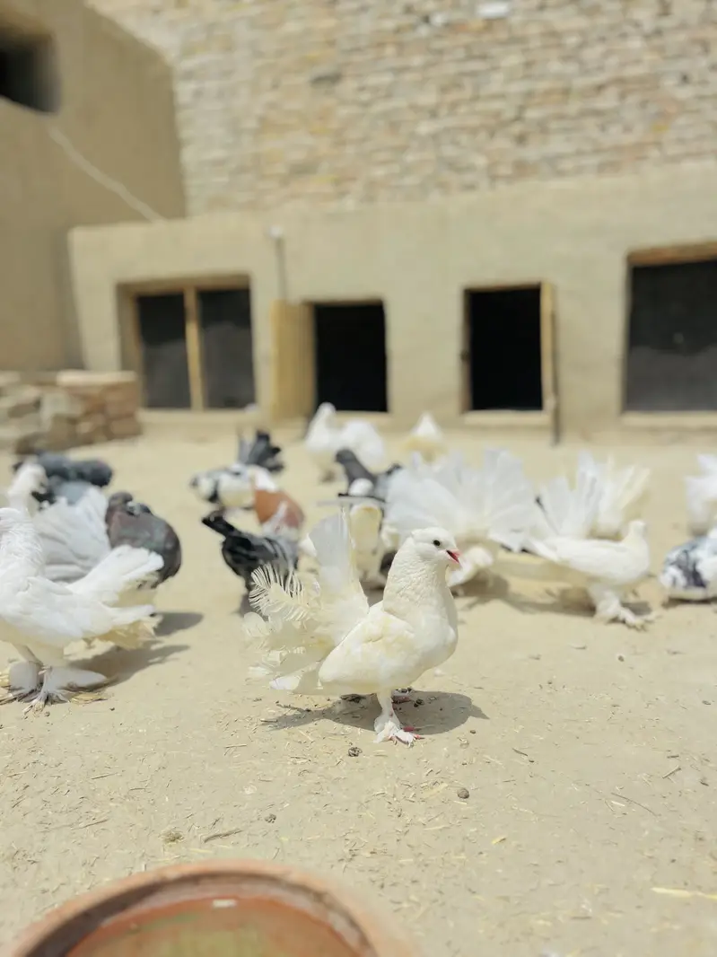 Lakky Kabootar For Sale — photo 9
