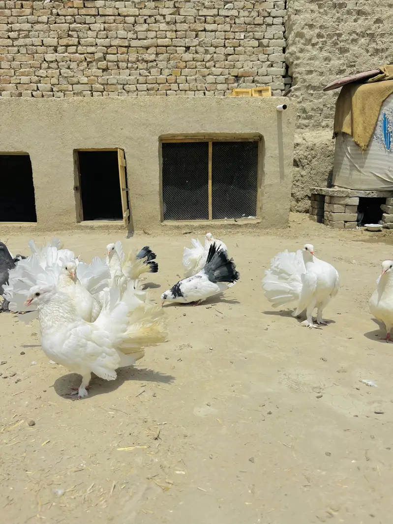Lakky Kabootar For Sale — photo 10