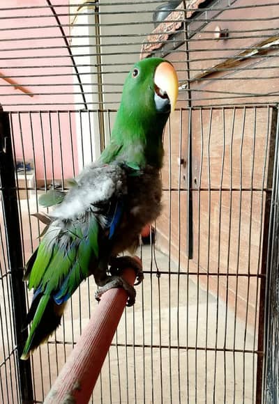 Electus semi tamed/ 03156376925