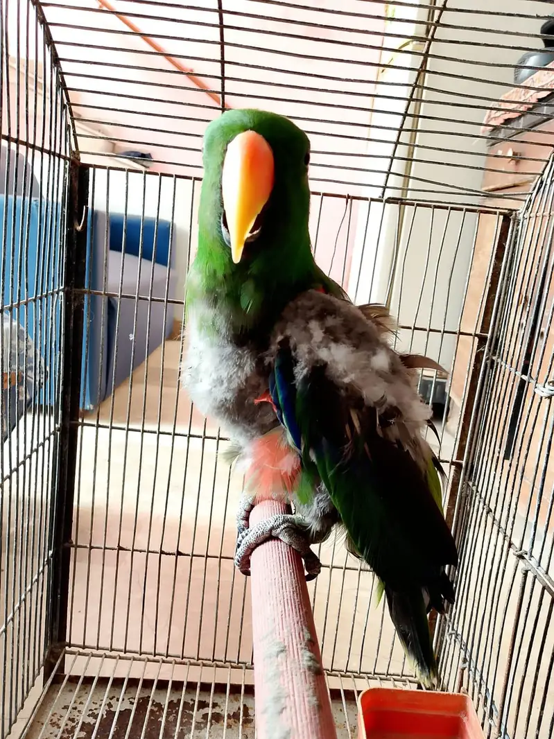 Electus semi tamed/ 03156376925 — photo 2