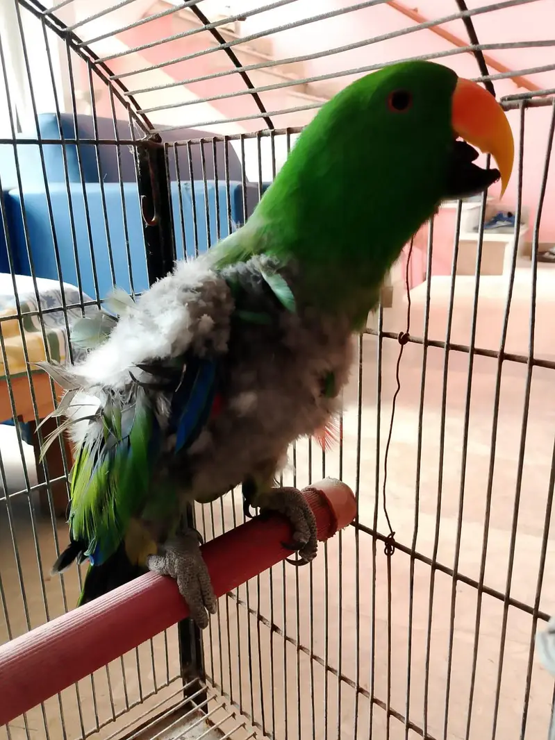 Electus semi tamed/ 03156376925 — photo 3