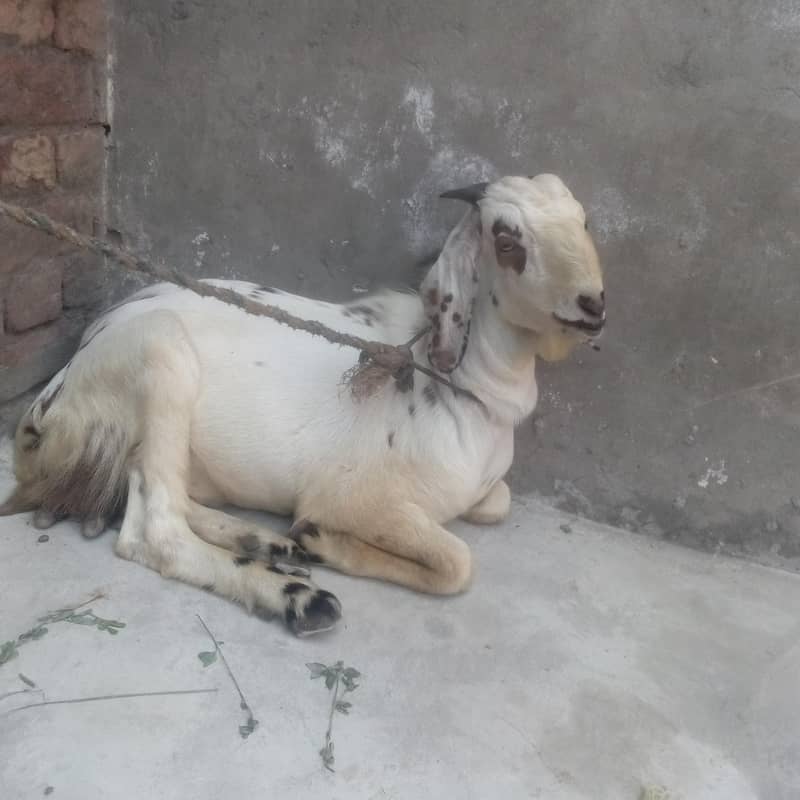 Desi bakra 2 3