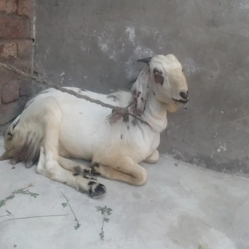 Desi bakra 2 — photo 4