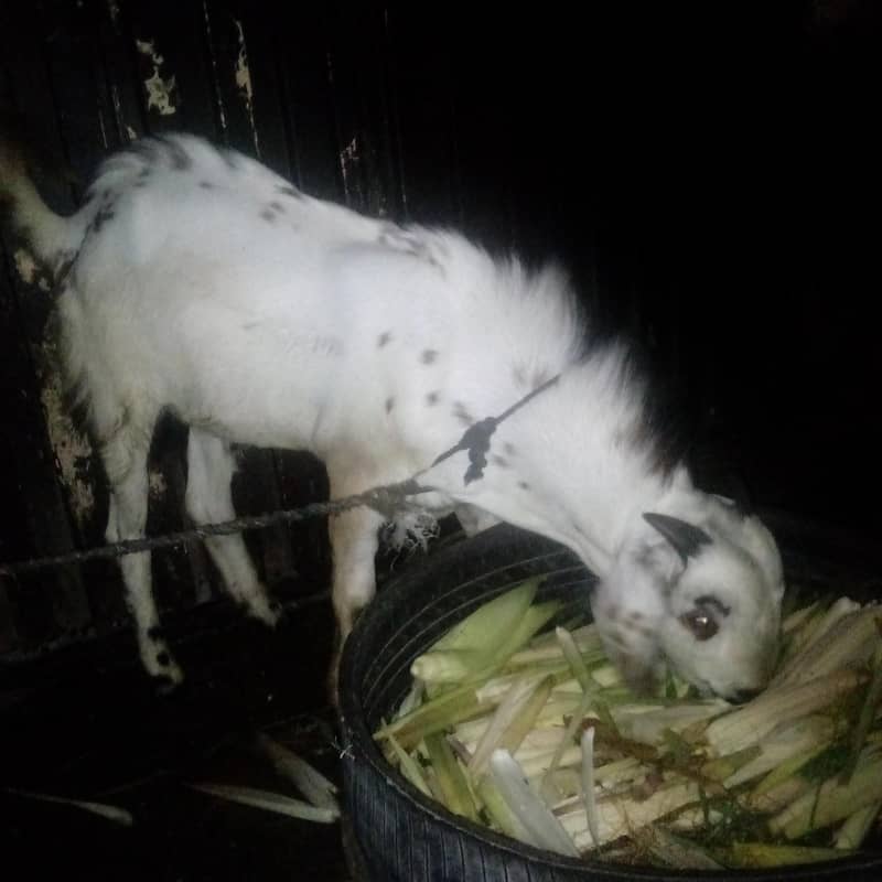Desi bakra 2 5