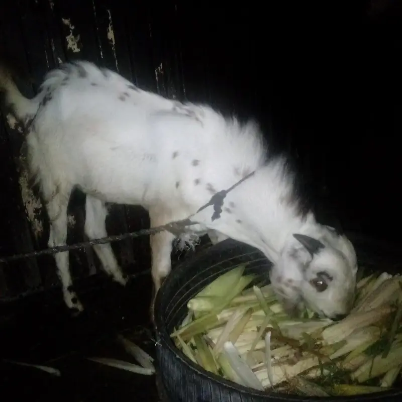 Desi bakra 2 — photo 6