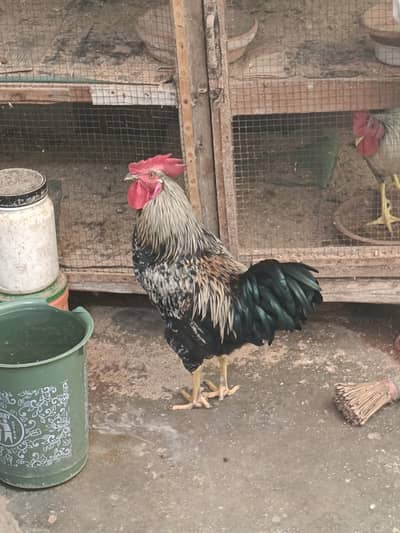 2 Black Cock & 1 Golden Hen
