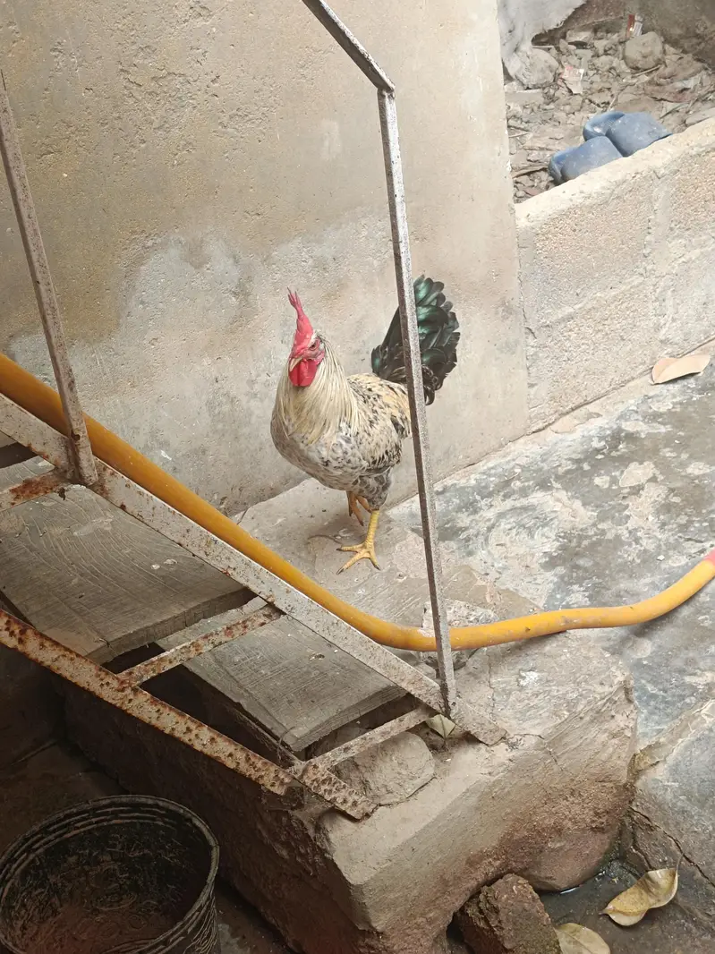 2 Black Cock & 1 Golden Hen — photo 2