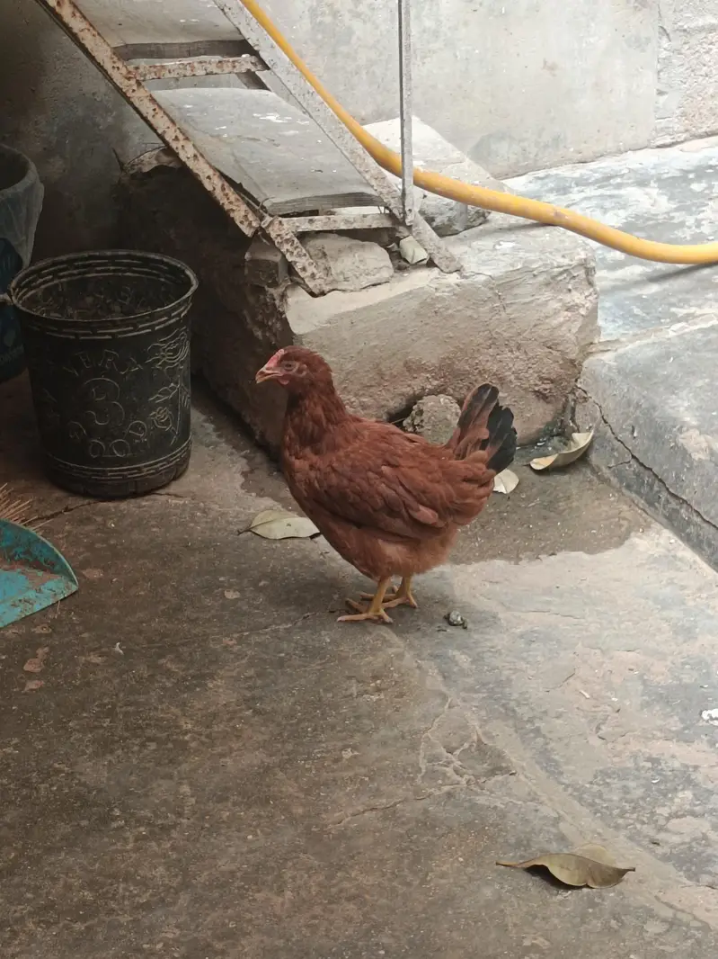 2 Black Cock & 1 Golden Hen — photo 4
