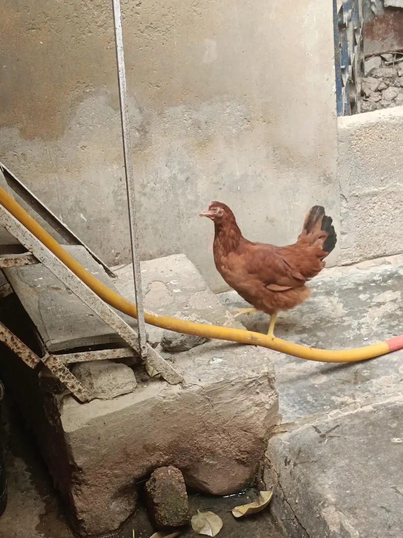 2 Black Cock & 1 Golden Hen — photo 5