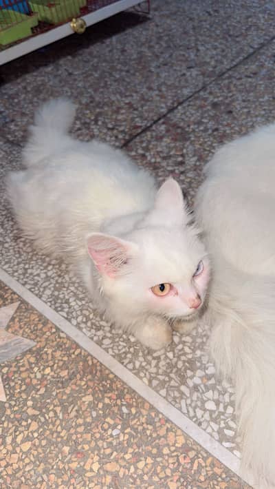 Pirchen cat soo beautiful pair