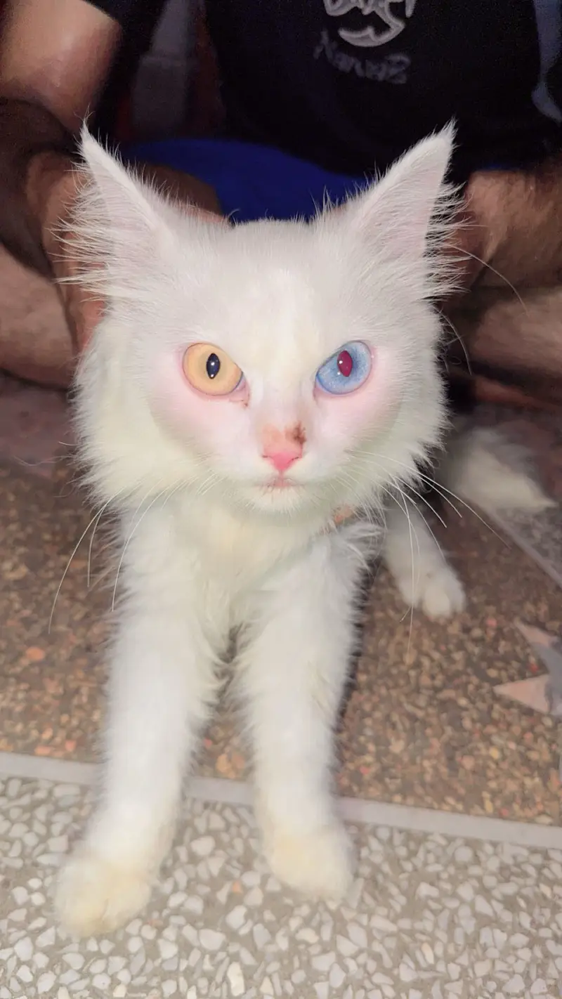 Pirchen cat soo beautiful pair — photo 2