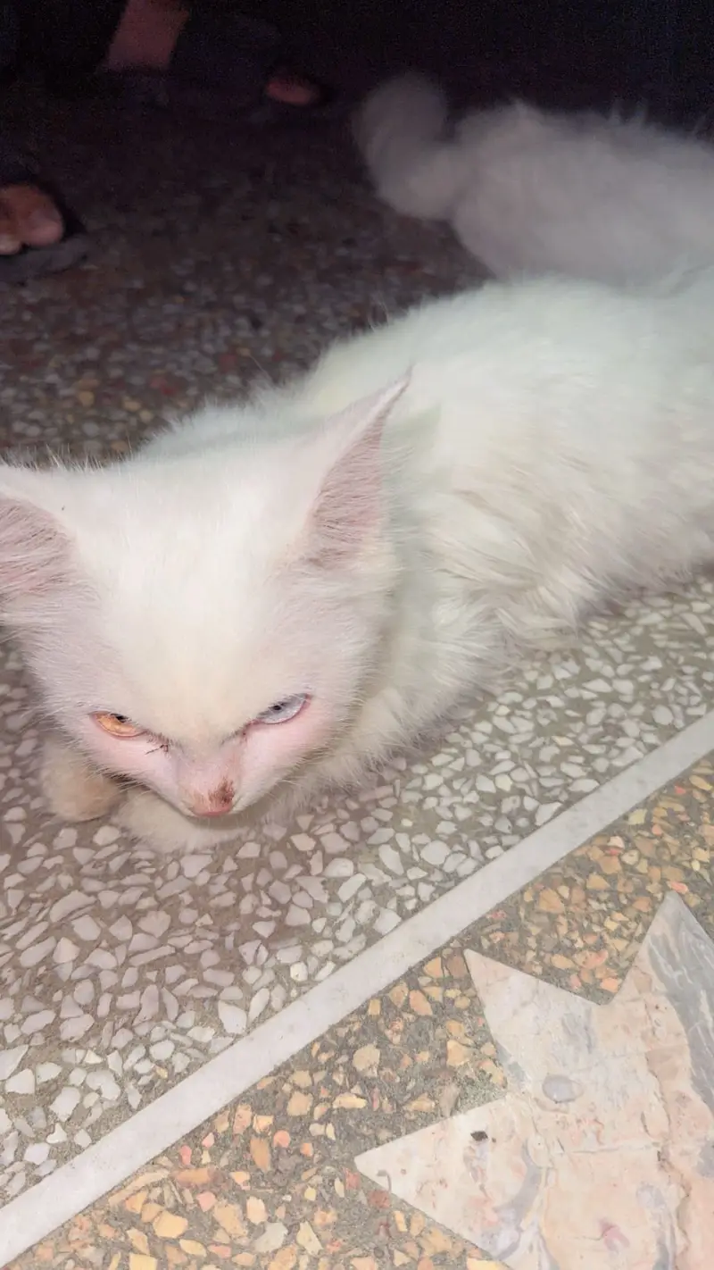 Pirchen cat soo beautiful pair — photo 3