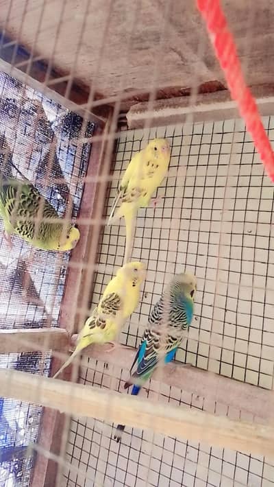 buddies parrot