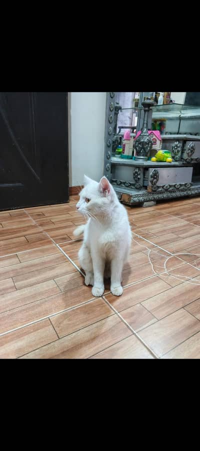 Persion Billa For sale