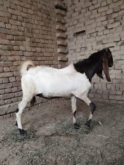 Nawab Shahi nasal ka 2 daant khoobsurat bakra baraye farokht