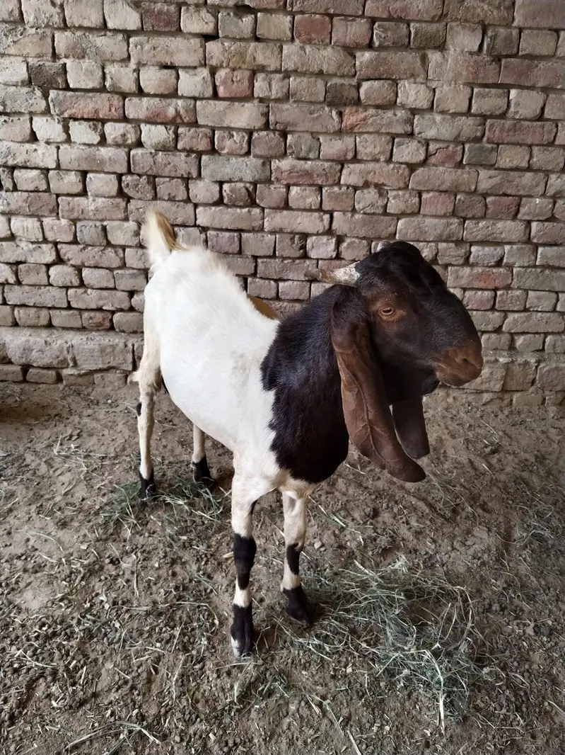 Nawab Shahi nasal ka 2 daant khoobsurat bakra baraye farokht — photo 2