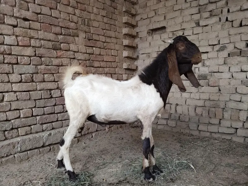 Nawab Shahi nasal ka 2 daant khoobsurat bakra baraye farokht — photo 3