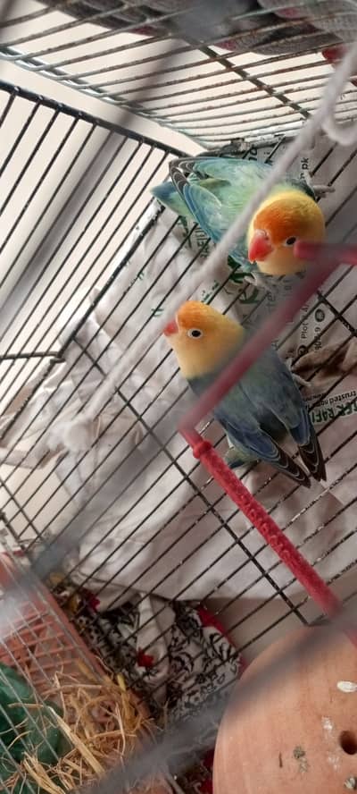 Love bird prayer
