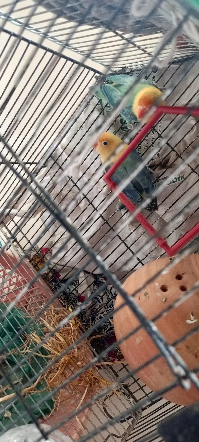 Love bird prayer — photo 2