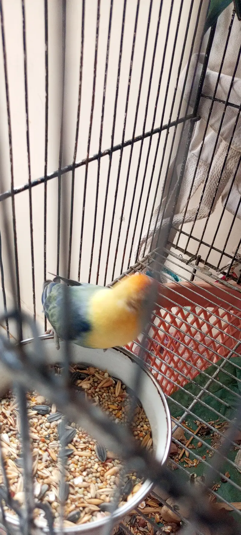 Love bird prayer — photo 3