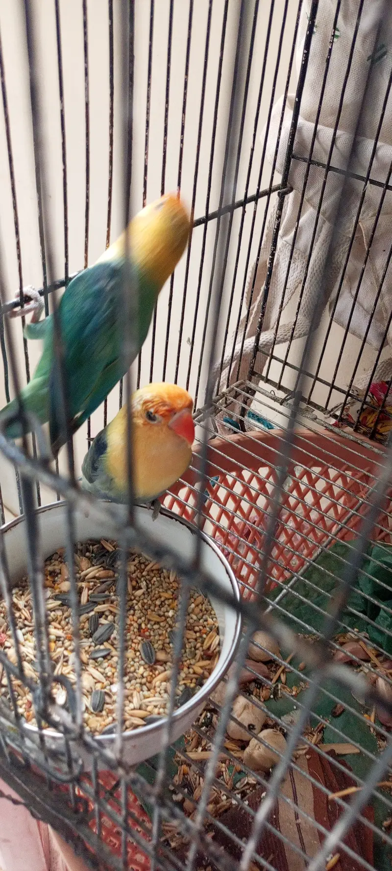 Love bird prayer — photo 4