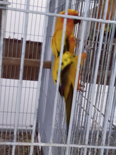 Sun Conure Ready to Bread Pair