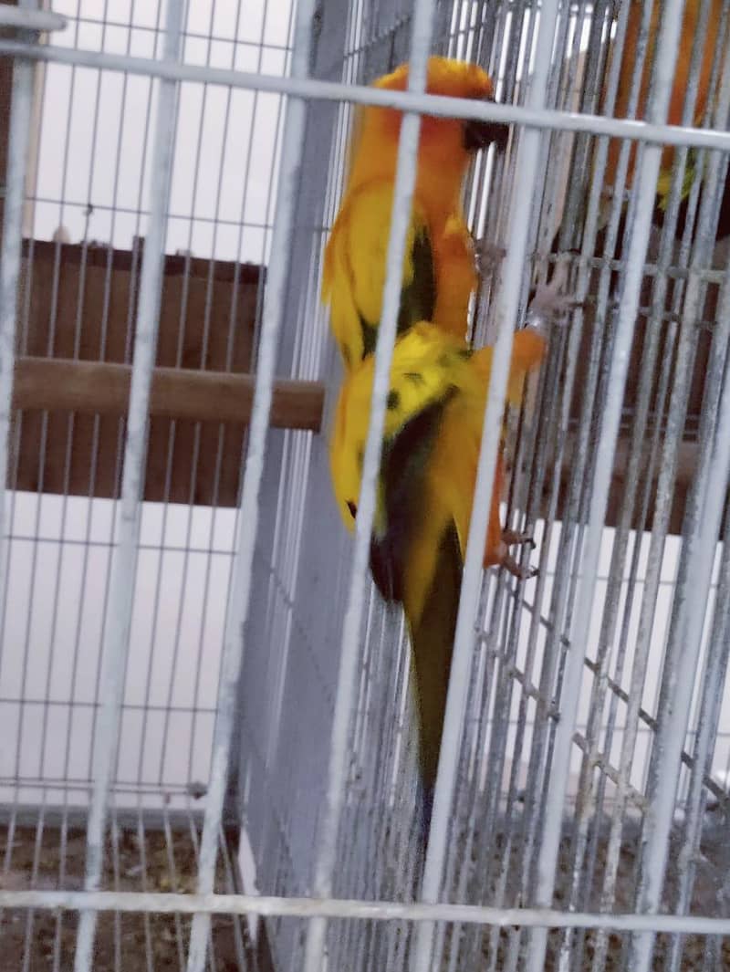 Sun Conure Ready to Bread Pair 0