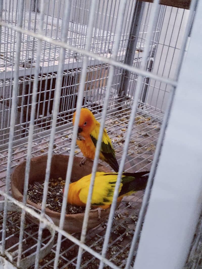 Sun Conure Ready to Bread Pair 2