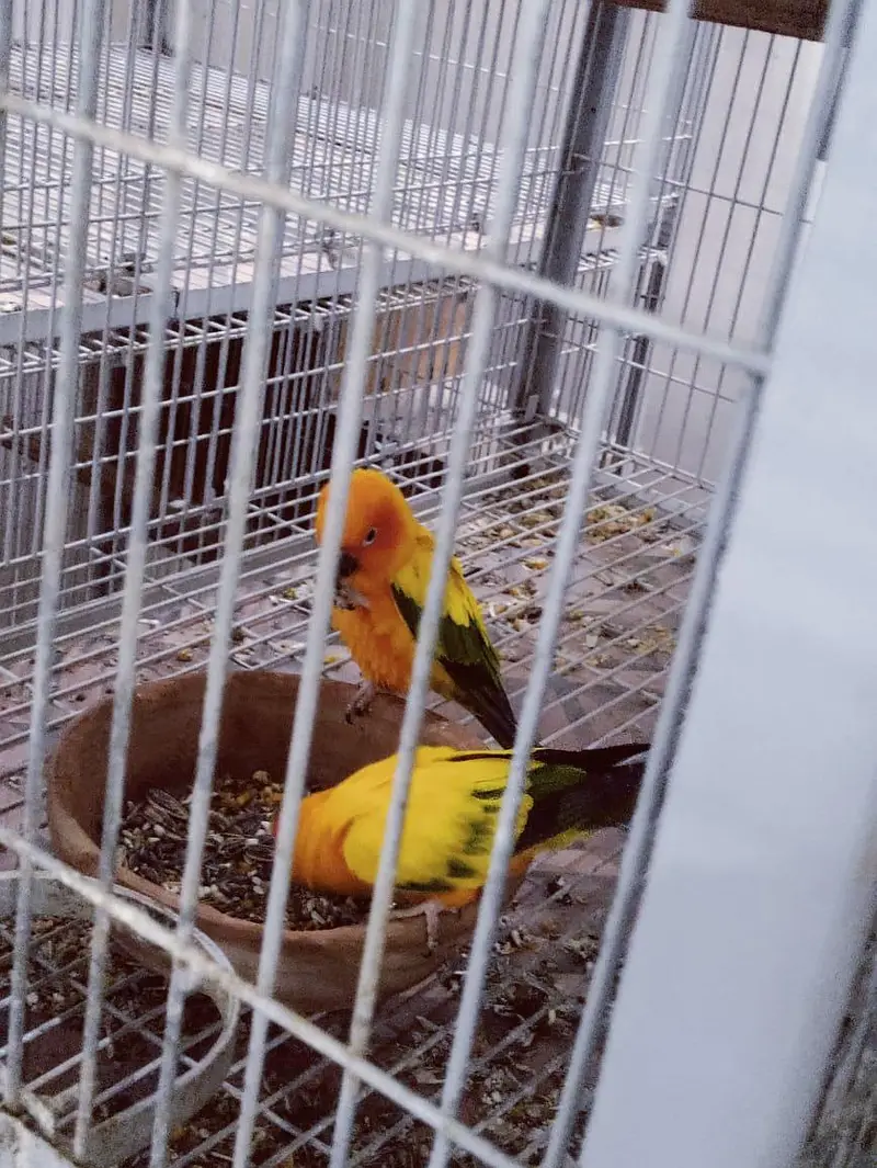 Sun Conure Ready to Bread Pair — photo 3