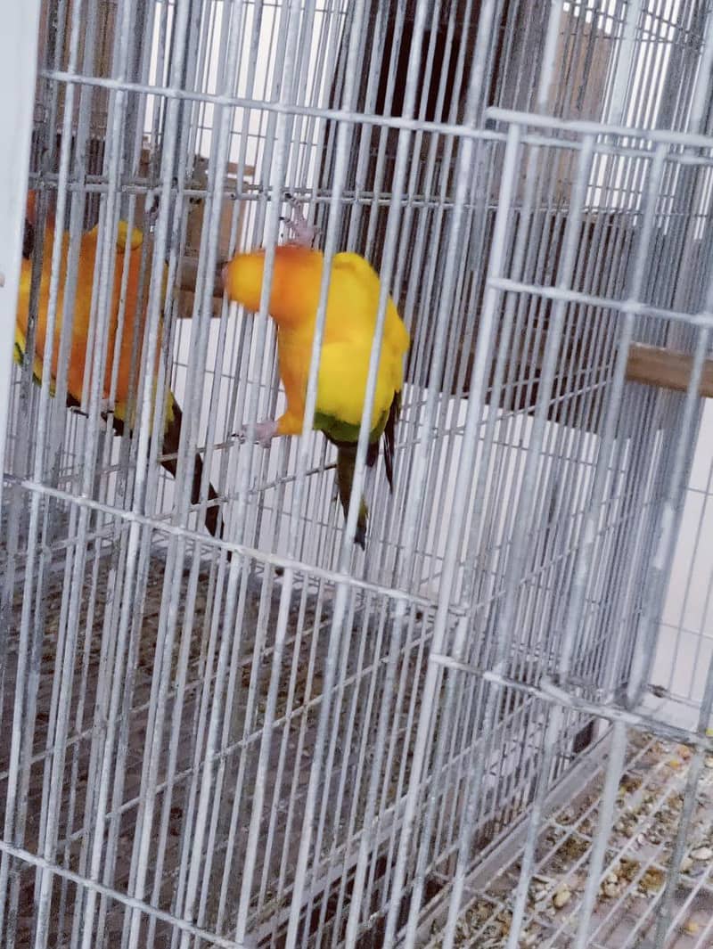 Sun Conure Ready to Bread Pair 3