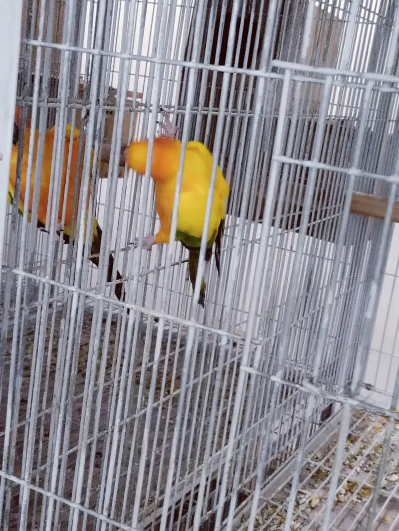 Sun Conure Ready to Bread Pair — photo 4