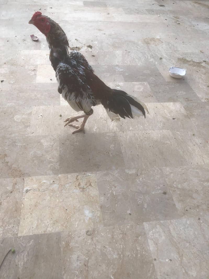 forsale 1
