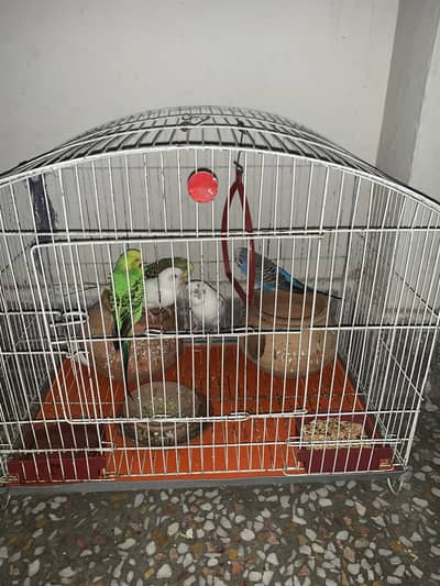 BUDGIE PARROT