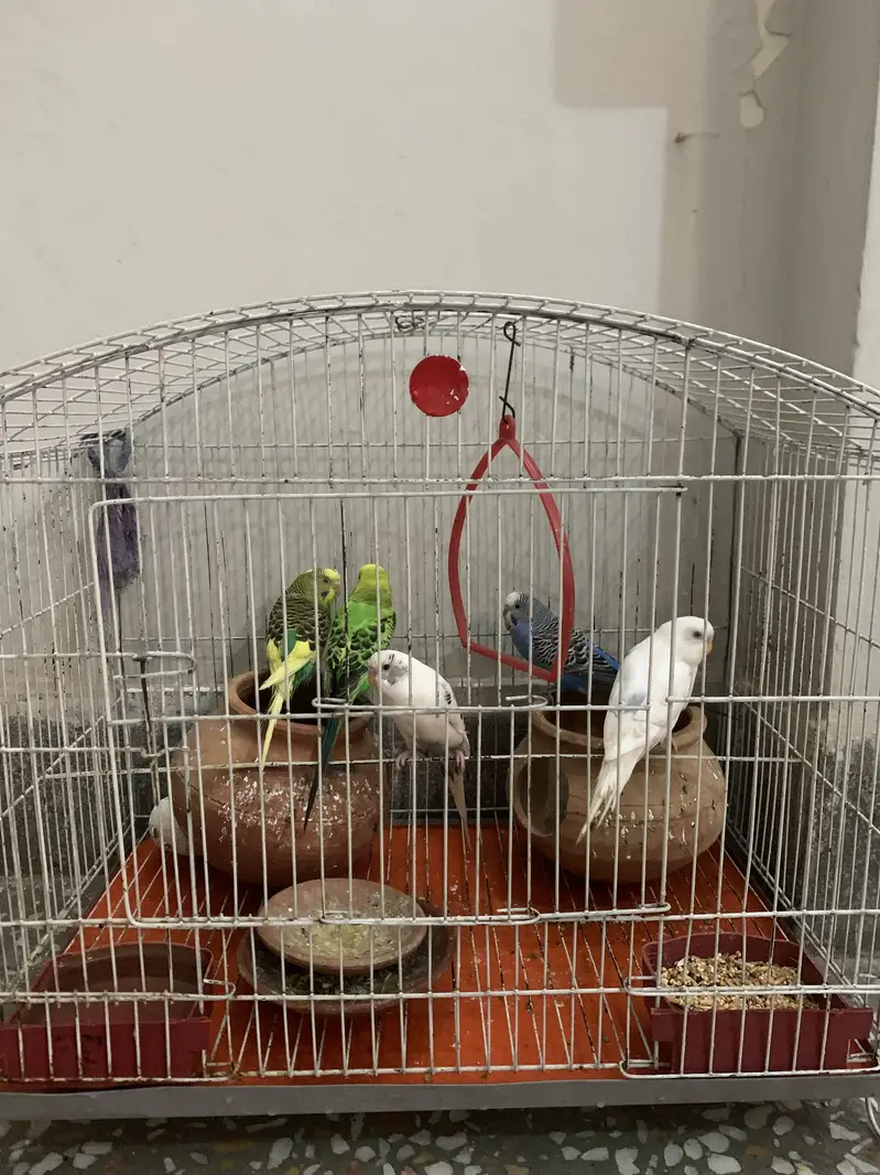 BUDGIE PARROT — photo 2