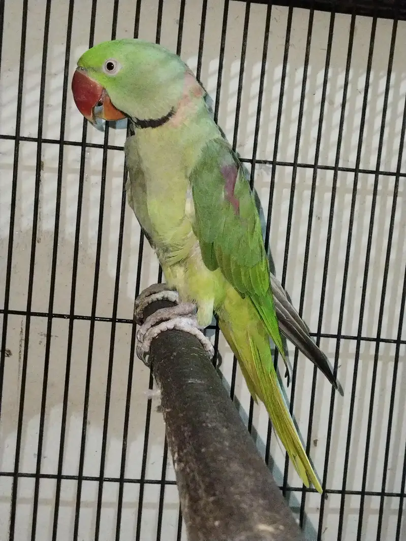 Raw male talking male — photo 2