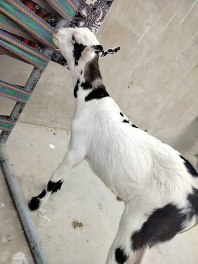 pure teddy abluck future breeder for sale