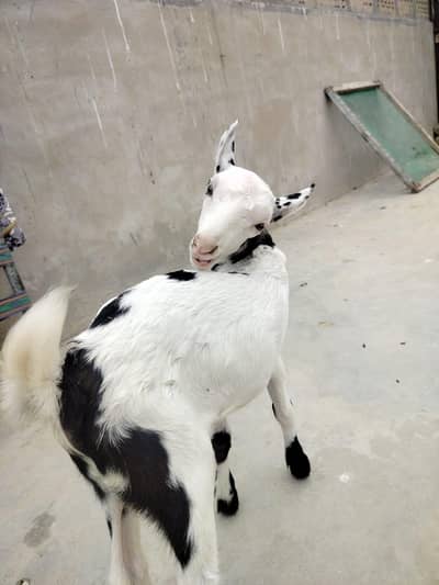 pure teddy abluck future breeder for sale