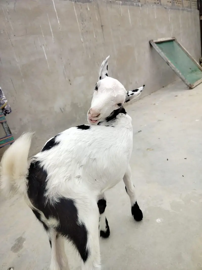 pure teddy abluck future breeder for sale — photo 2
