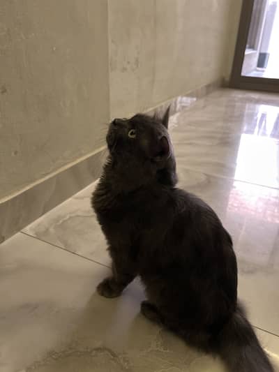 Dark grey color cat