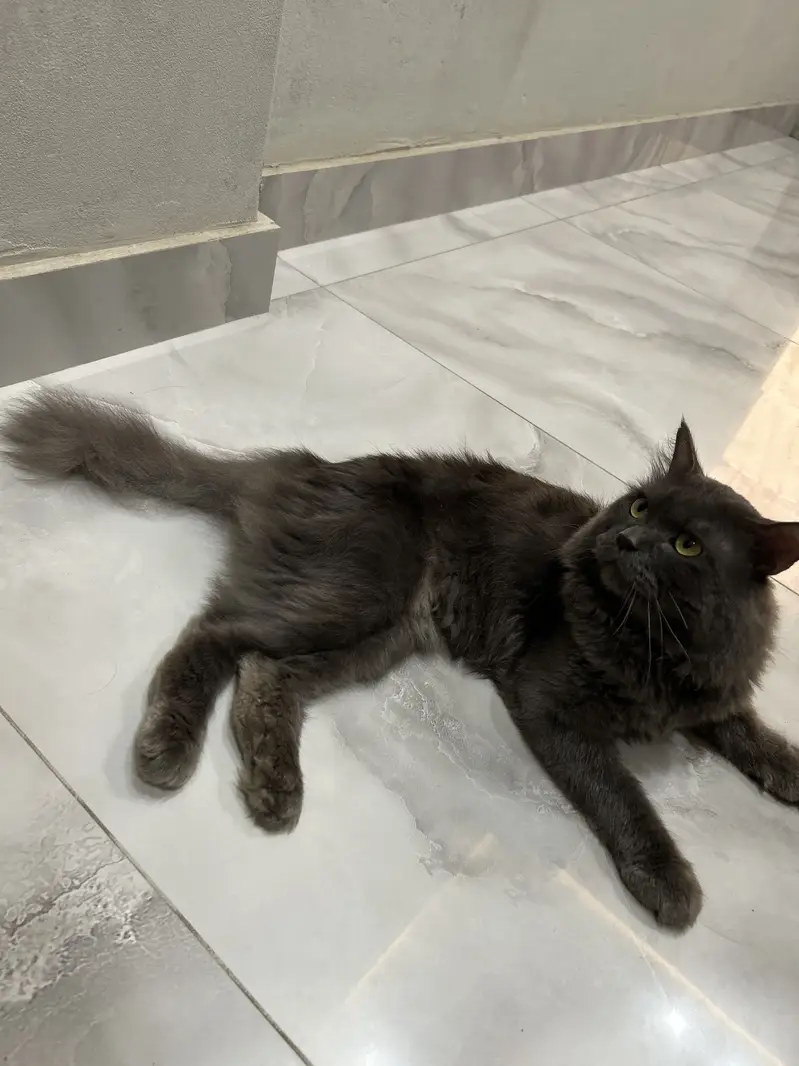 Dark grey color cat — photo 2