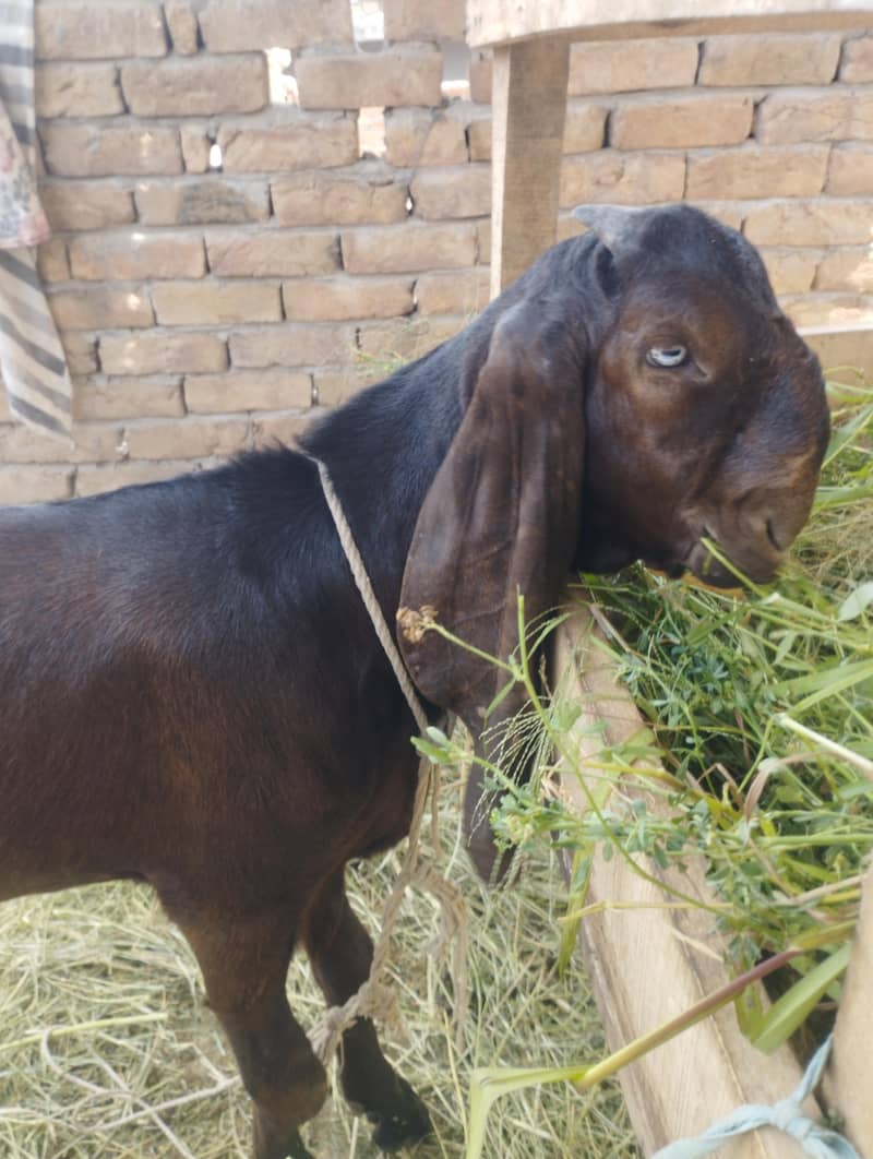 bakra 0