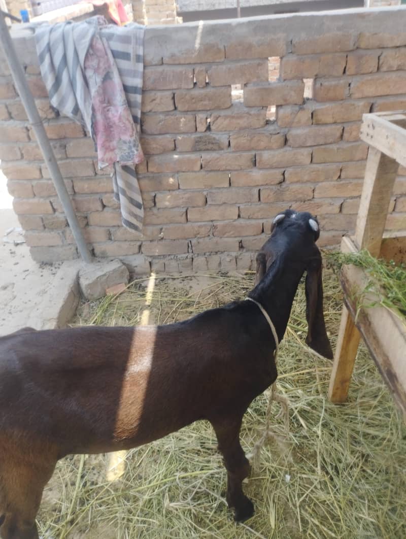 bakra 1