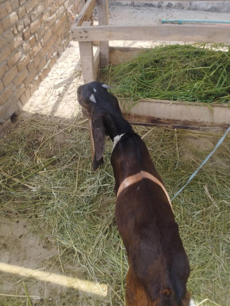 bakra 2