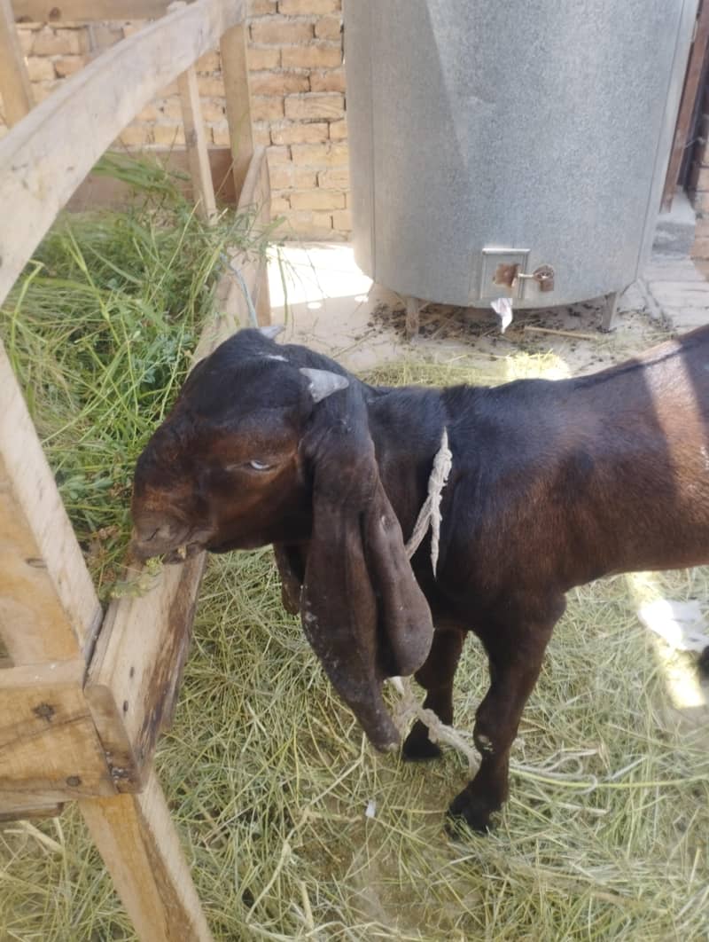 bakra 3