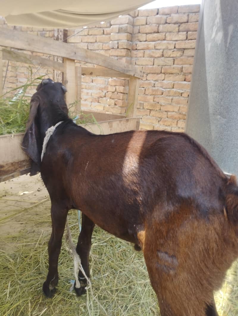 bakra 4