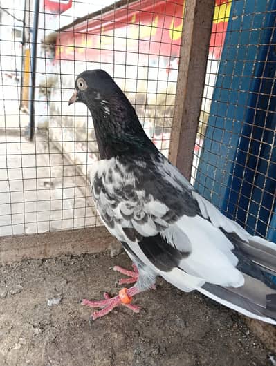 pigeon for sale