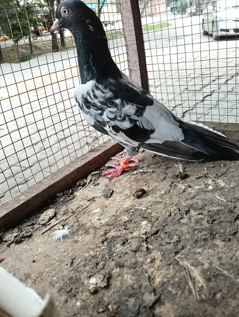 pigeon for sale — photo 2