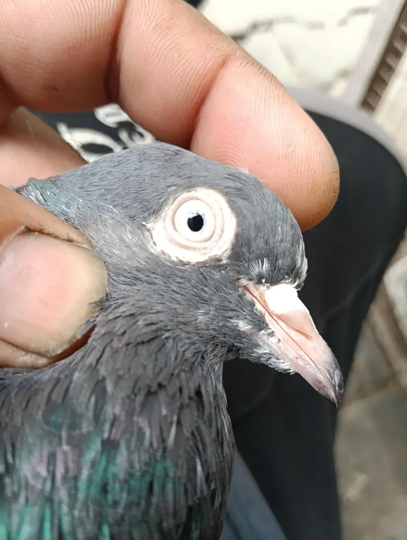 pigeon for sale — photo 3